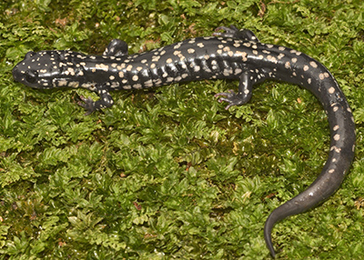 Northern Slimy Salamander